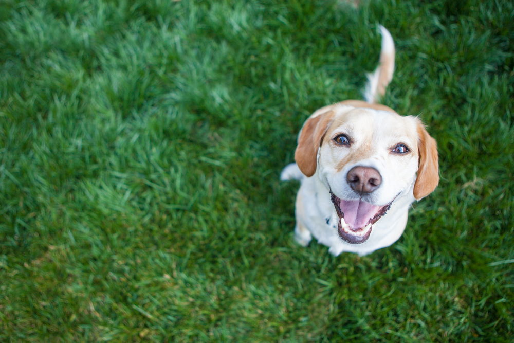 Pawsome Backyard Ideas for Pet Lovers H3 Outdoor Design