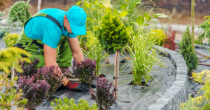 H3 blog images 9 | h3 outdoor design & construction Low-maintenance Plants